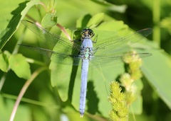 Libellula cyanea