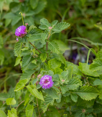 Centratherum punctatum