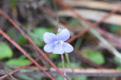 Viola floridana