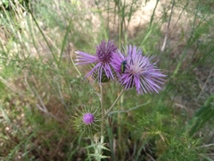 Psilothrix viridicoerulea