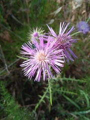 Psilothrix viridicoerulea