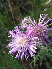 Psilothrix viridicoerulea