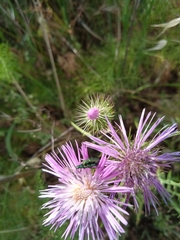 Psilothrix viridicoerulea