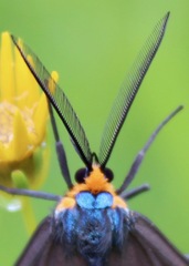 Ctenucha virginica