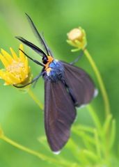Ctenucha virginica
