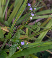 Praxelis clematidea