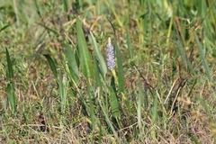 Pontederia cordata