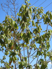 Montanoa tomentosa