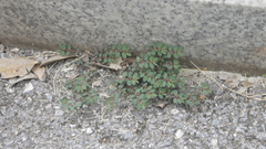 Euphorbia thymifolia