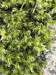 Racomitrium heterostichum