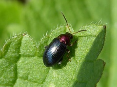 Crepidodera aurata