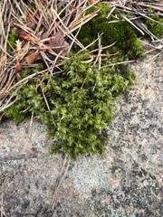 Racomitrium heterostichum