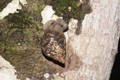 Lissachatina immaculata