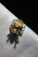 Acanthepeira stellata