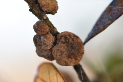 Disholcaspis quercusvirens