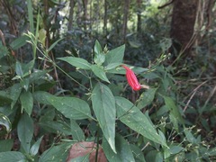 Ruellia brevifolia