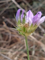 Runcinia grammica