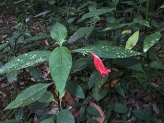 Ruellia brevifolia