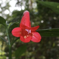 Ruellia brevifolia
