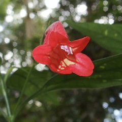 Ruellia brevifolia