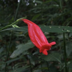 Ruellia brevifolia