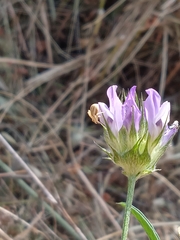 Runcinia grammica