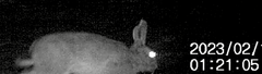 Lepus timidus