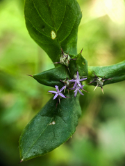 Spiracantha cornifolia