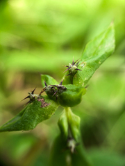 Spiracantha cornifolia