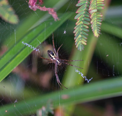Argiope catenulata