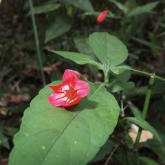 Ruellia brevifolia