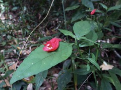 Ruellia brevifolia