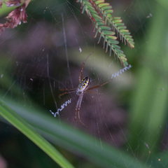 Argiope catenulata