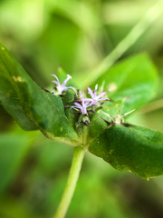Spiracantha cornifolia