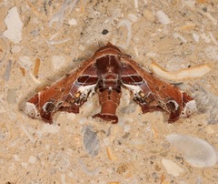 Eutelia pulcherrimus