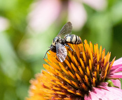 Triepeolus remigatus