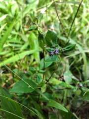 Spiracantha cornifolia