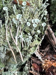 Cladonia chlorophaea