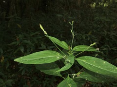 Ruellia brevifolia
