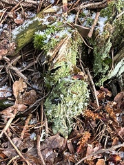 Cladonia chlorophaea