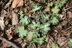 Hydrophyllum appendiculatum