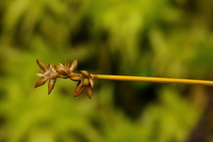 Carex tenuiflora