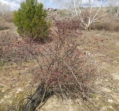 Rosa canina