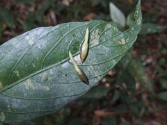 Ruellia brevifolia