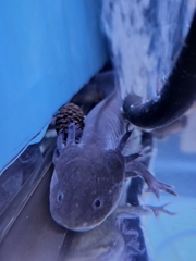 Ambystoma mexicanum