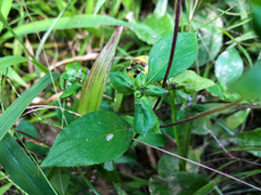 Spiracantha cornifolia