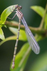 Platycnemididae