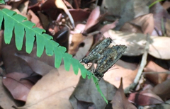 Logania marmorata damis