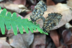 Logania marmorata damis