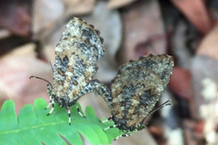 Logania marmorata damis